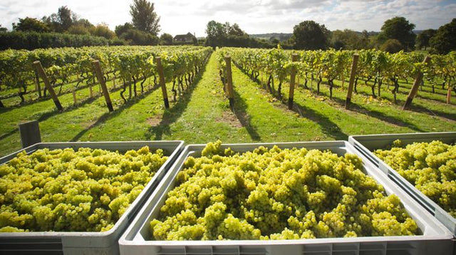 English Wine: Beyond The Fizz