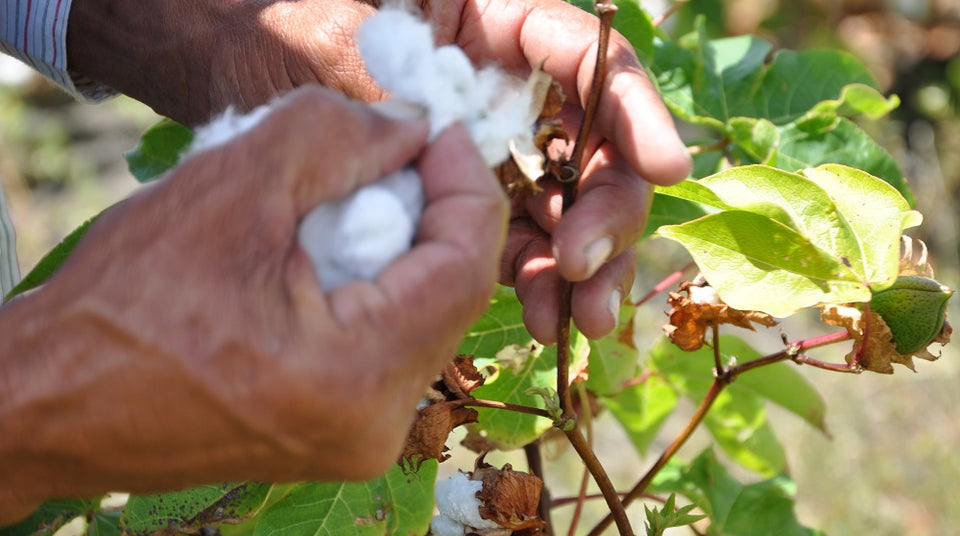 West Indian Sea Island: The World’s Rarest Cotton